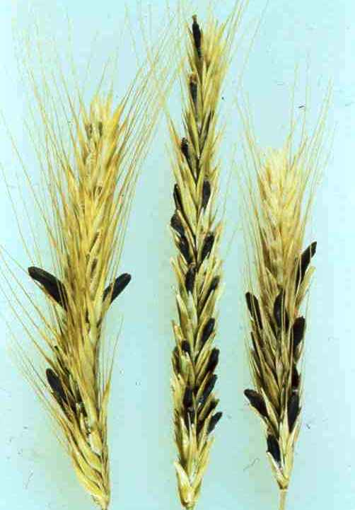 Het moederkoorn (Claviceps Purpurea)