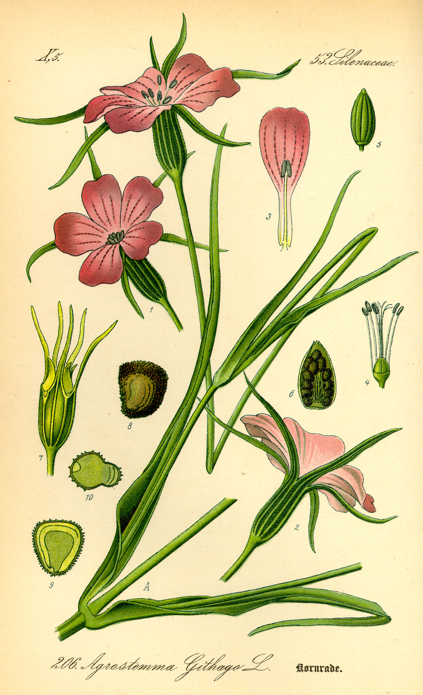 De bolderik (Agrostemma githago)
