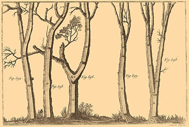Kromme eikenbomen zijn uitstekend voor de spantenbouw.