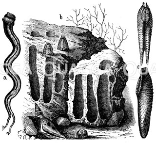 Terado  Navalis of paalworm