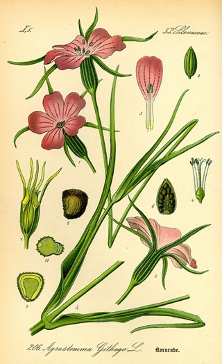 <i>De bolderik</i></b> <b>(<i>Agrostemma githago</i>).