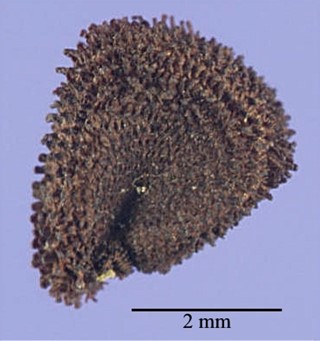 <i>De zaad</i>  <i>van een </i><i>bolderik</i></b> <b>(<i>Agrostemma githago</i>)</b>.<b>
