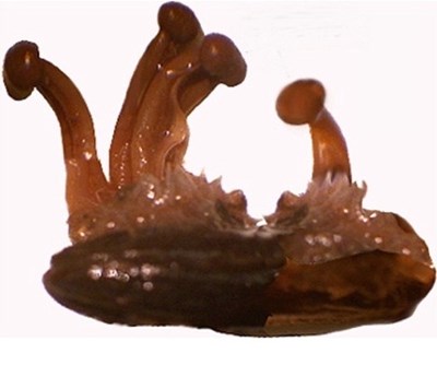 <i>Het ontspruiten van de sporen van het sclerotium in de lente.</i>