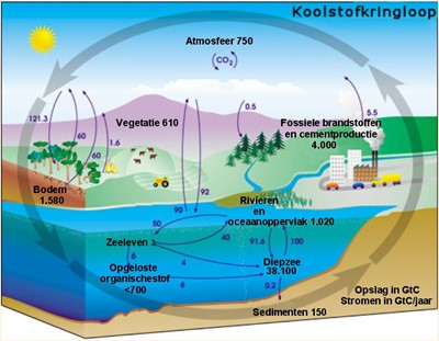 Carbon cycle cute diagram